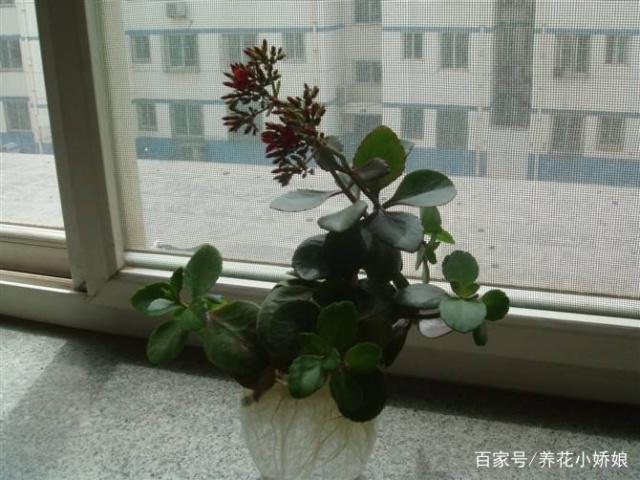 3377官网:2017年象甲男子第24轮战罢,广东队大胜,王天一积分排名仍领先(图3) 3377官网