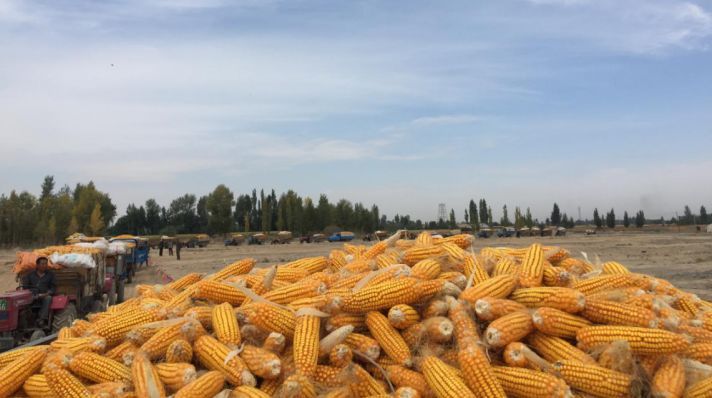 潍坊七中女排在2019年全国体育传统项目学校排球联赛中获得佳绩‘3377app’(图4)