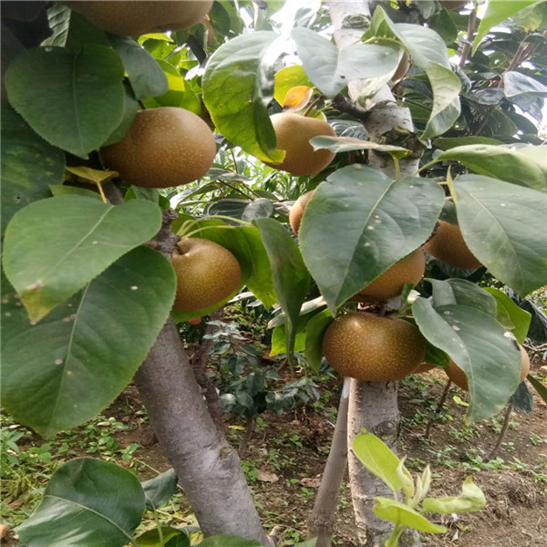 3377app_葛红林率团出席亚太经合组织工商领导人峰会 探讨秘鲁矿业及金属加工等领域合作(图2) 3377app_葛红林率团出席亚太经合组织工商领导人峰会 探讨秘鲁矿业及金属加工等领域合作(图2)