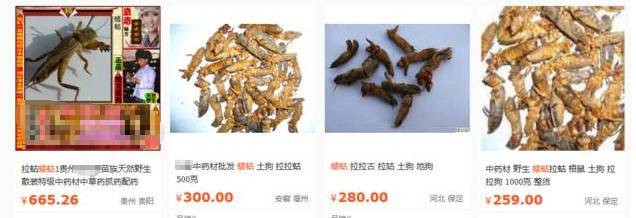 阴阳师百闻牌山兔卡牌图鉴 山兔卡组阵容推荐【3377app】(图4)