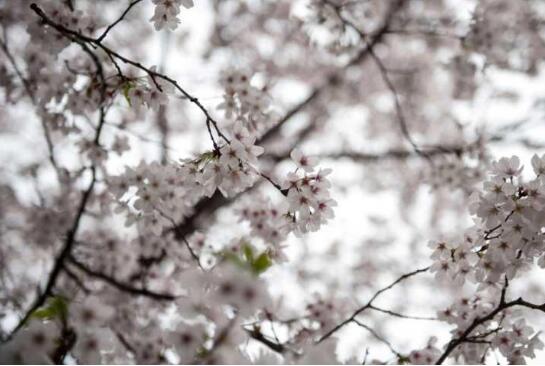 火红“中国铜”,绿色新产业-----铜陵有色“领跑”民族铜工业:3377app(图1) 3377体育